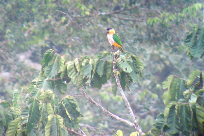 a black-headed parrot