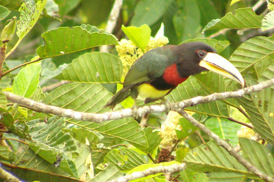 an ivory-billed toucan