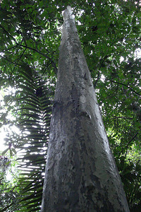 the smooth, flaky bark of the capirona keeps any vines from growing on it