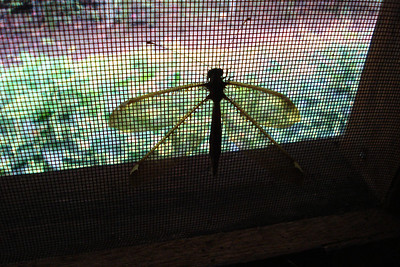 a huge dragonfly in our room, good for eating mosquitos