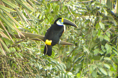 a white-breasted toucan