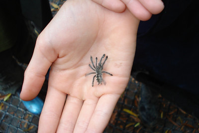 the kids found a baby tarantula