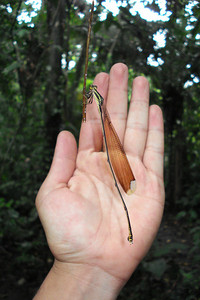 a huge damsel fly