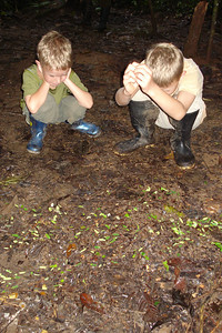 the boys watching leaf-cutter ants
