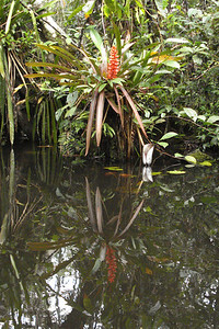 a bromeliad and its reflection