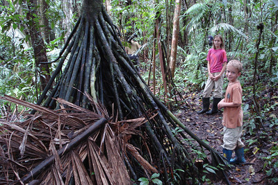 the "walking palm" sends out roots high above the ground