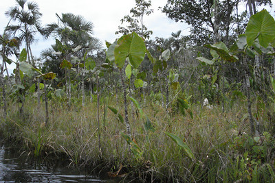 we took a canoe ride through the mangrove swamp looking for anacondas