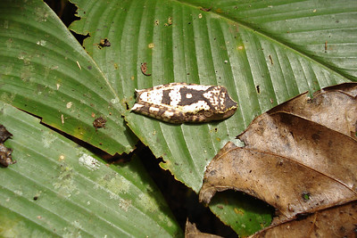 on the way back Clay spotted this sleeping frog