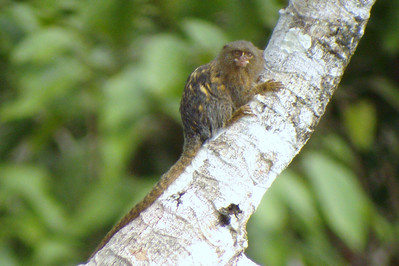 a pygmy marmoset
