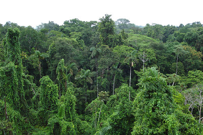 a view of the rainforest from the canopy walk tower