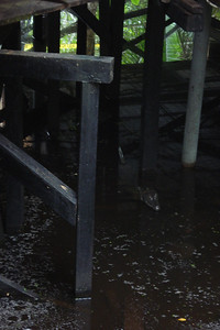 a caiman hanging out under the lodge