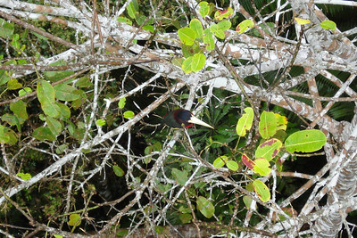 Alayna spotted this ivory-billed toucan just under the canopy walk
