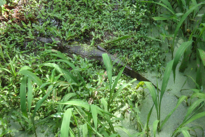 a white caiman catching the morning sun