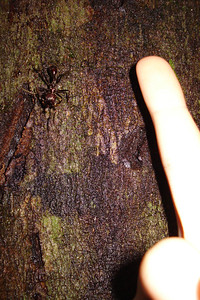 a huge conga ant, locals call it a "bullet" ant because the bite feels like a gun shot wound