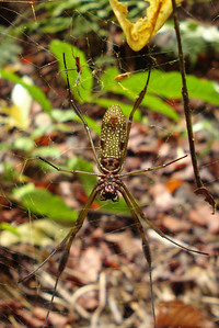 an enormous spider