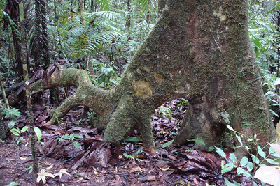 because the soil is so shallow many trees grow big exposed roots for stability