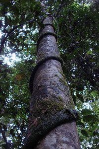 a vine winding its way up a tree