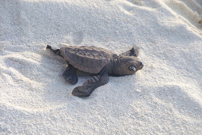 we were lucky to see some turtle hatchlings making their way to the sea