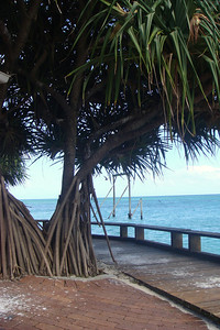 a cool tree with the Gantry snorkel spot in the background