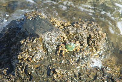 a cool little crab