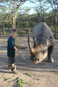feeding Morani, a tame black rhino