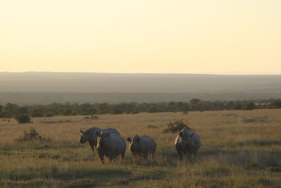 some black rhinos we didn't pet!