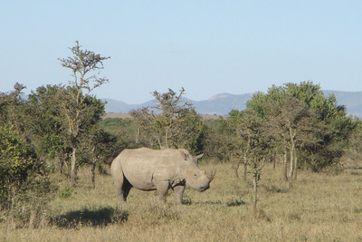 we were lucky to see a white rhino (another of the "big five")