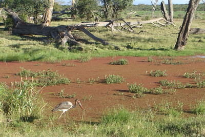 a marabou stork