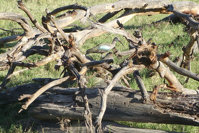 can you spot the hadada ibis?