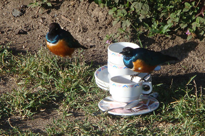 a couple of superb starlings having their morning coffee