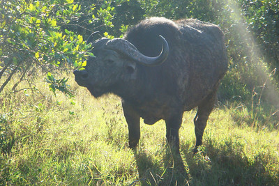a cape buffalo, one of the "big five"