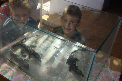 other than tourists coming to see baby crocodiles