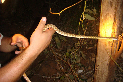 Levi holding a brown tree snake
