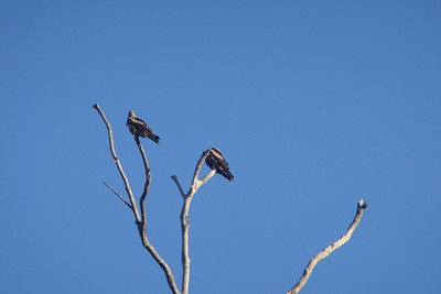 a couple of black-tailed kites