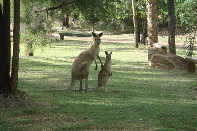 we saw heaps of kangaroos at our campsite in Undara