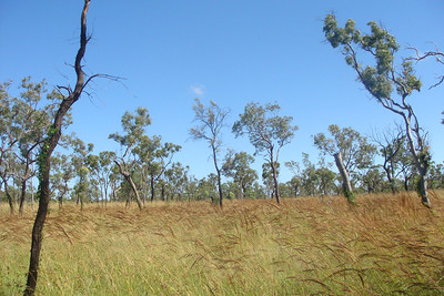 this part of Australia is mostly grasslands