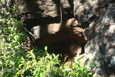 the next morning we spotted this rock wallaby on our walk