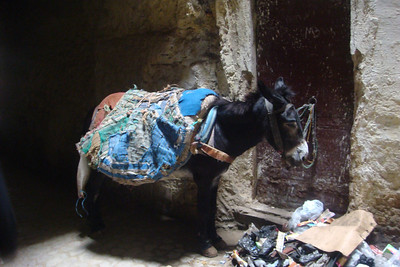 donkeys are a common sight in the medina
