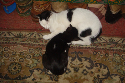 Photo 32