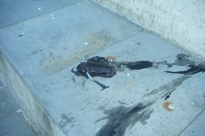 fresh caught squid