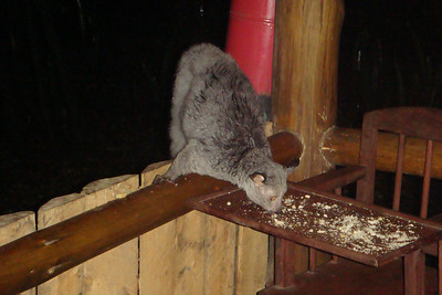 a bush baby hanging around the patio