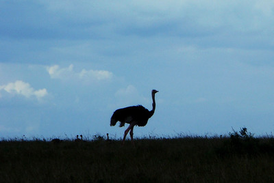 dad and chicks against the evening sky
