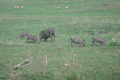 warthogs