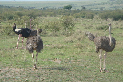 ostriches