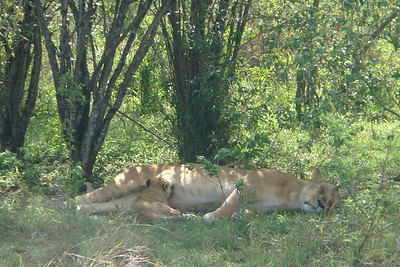 some lazy lions and their cubs