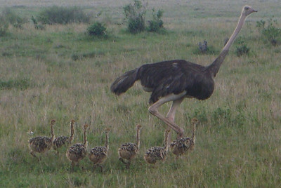 a mother ostrich and her cute little chicks