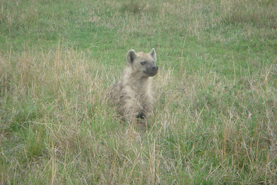 a spotted hyena checking out some gazelle