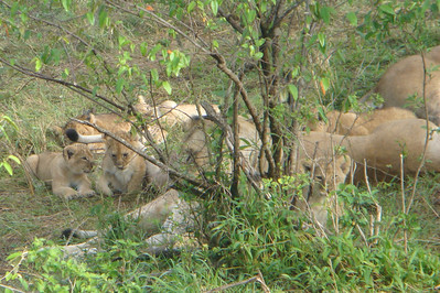 Photo 39