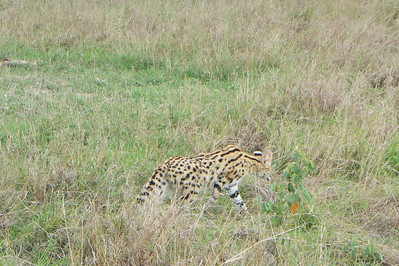 a sleek serval cat