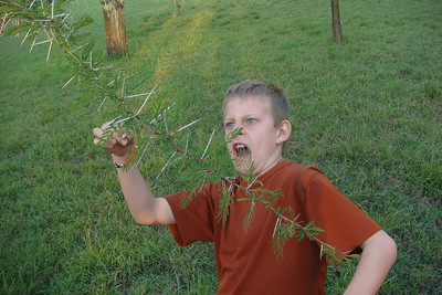 Nate was attacked by an acacia tree